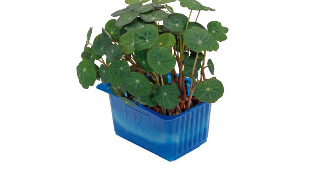 ZORRI CRESS CAISSE (SUR COMMANDE)