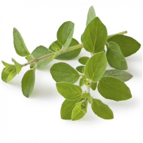 HERBE ORIGAN 200 GR