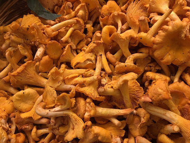 CHAMPIGNONS CHANTERELLES KG (POL / LOT 261910 / CAISSE DE +-3 KG)