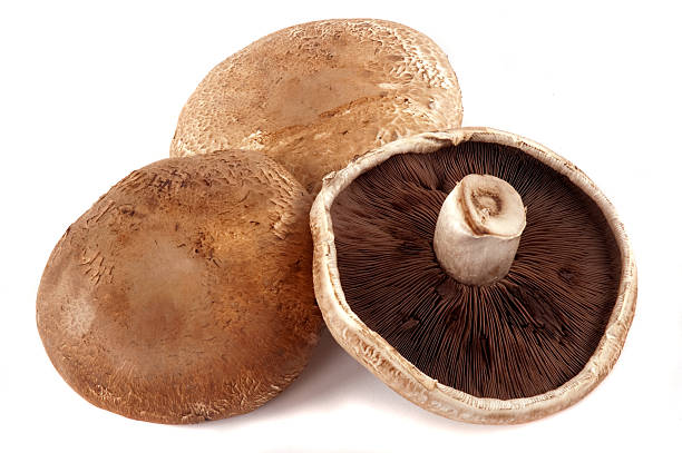 CHAMPIGNONS PORTOBELLO KG (P-B / LOT 262809 / CAISSE DE 1.5 KG)