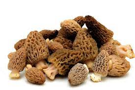 CHAMPIGNONS MORILLES FRAICHES KG (POL / LOT 263003 / CAISSETTE DE 1.5 KG)