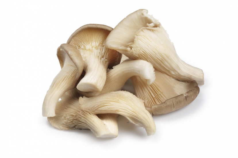 CHAMPIGNONS PLEUROTES KG (BEL / LOT 260408 / CAISSES DE 2 KG)