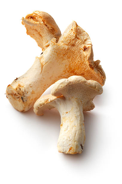 CHAMPIGNONS PIEDS DE MOUTON CAISSE (POL / LOT 261510 / CAISSE DE +- 3 KG)