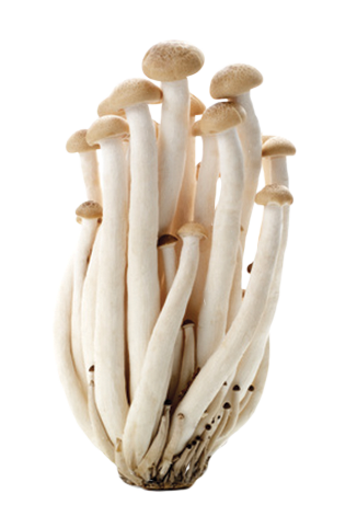 CHAMPIGNONS SHIMEJI BLANCS RAVIER (CHINE / LOT 261409 / RAVIER DE 150 GR)