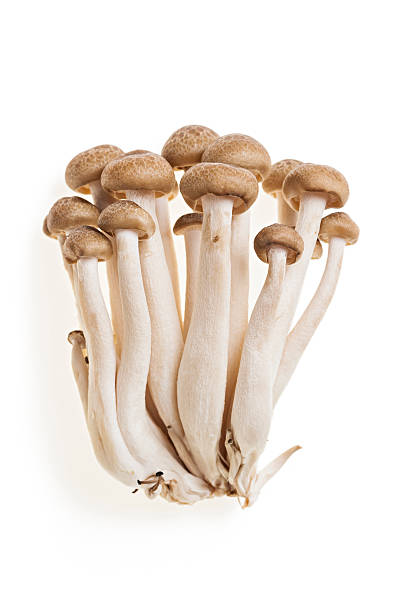 CHAMPIGNONS SHIMEJI BRUNS RAVIER (CHINE / LOT 230910 / RAVIER DE 150 GR)