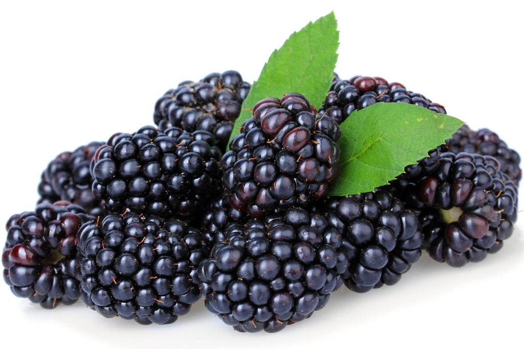 MURES RAVIER ( BERRY BOOM /  / LOT 1603010325 / CAISSE DE 12 RAVIERS DE 125 GR)