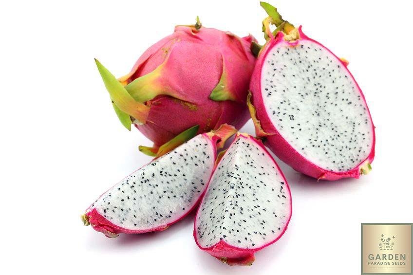 PITAHAYA PIECE (EQU / LOT 263108 / CAISSE DE 8 PIECES)
