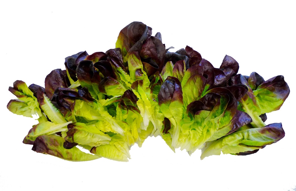 SALADE CHENE ROUGE NETTOYEE  500GR