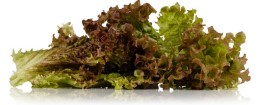 SALADE LOLLO ROUGE NETTOYEE 500G