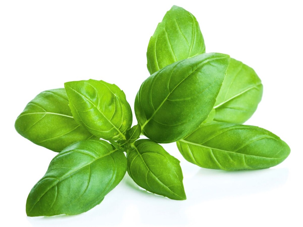 HERBE BASILIC RAVIER 30 GR