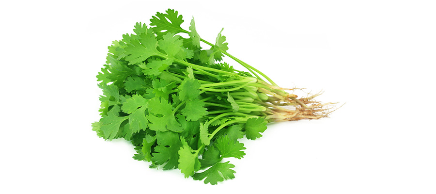 HERBE CORIANDRE RAVIER 30 GR