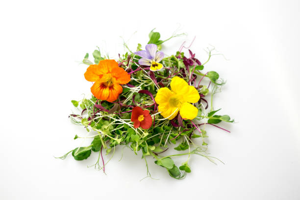 HERBE FLEUR RAVIER