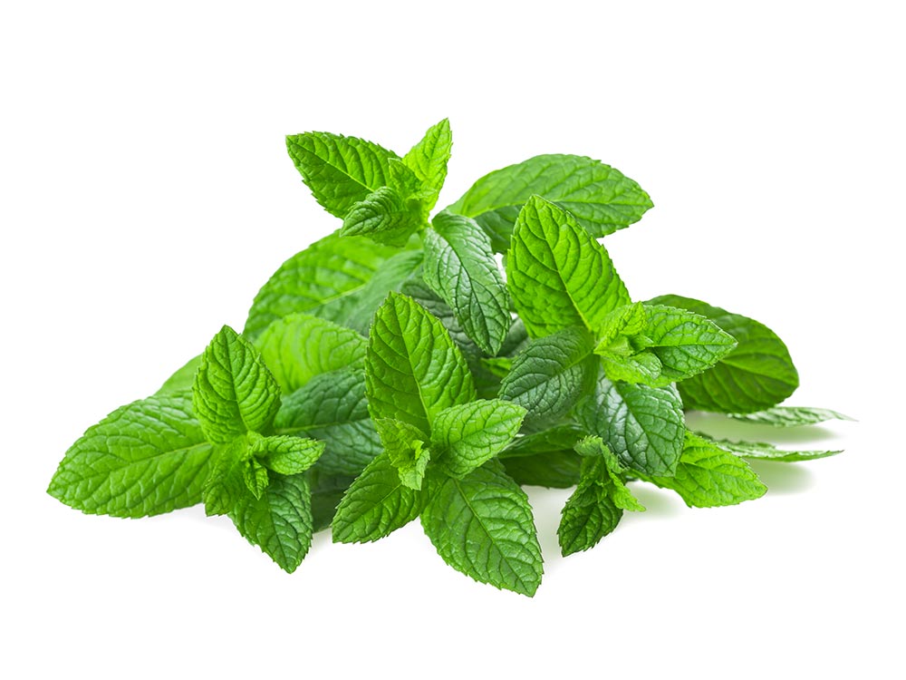 HERBE MENTHE A LA BOTTE (ESP / LOT 263108)
