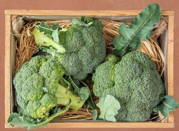 BROCOLIS CAISSE (MRBROKO-LORFY / ESP / LOT 262602 / CAISSE DE 10 PIECES)