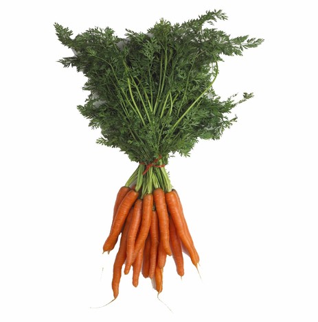 CAROTTE FINES BOTTE PIECE (IT / LOT 262303 / CAISSE DE 12 BOTTES)