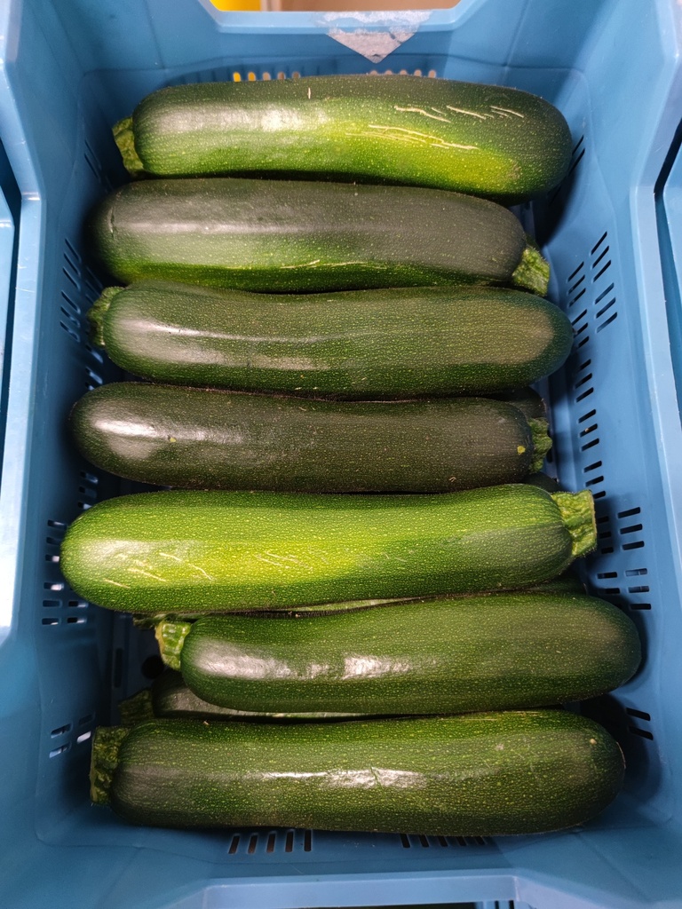 COURGETTE CAISSE (BEL / LOT 262008 / CAISSE DE 14 PIECES)
