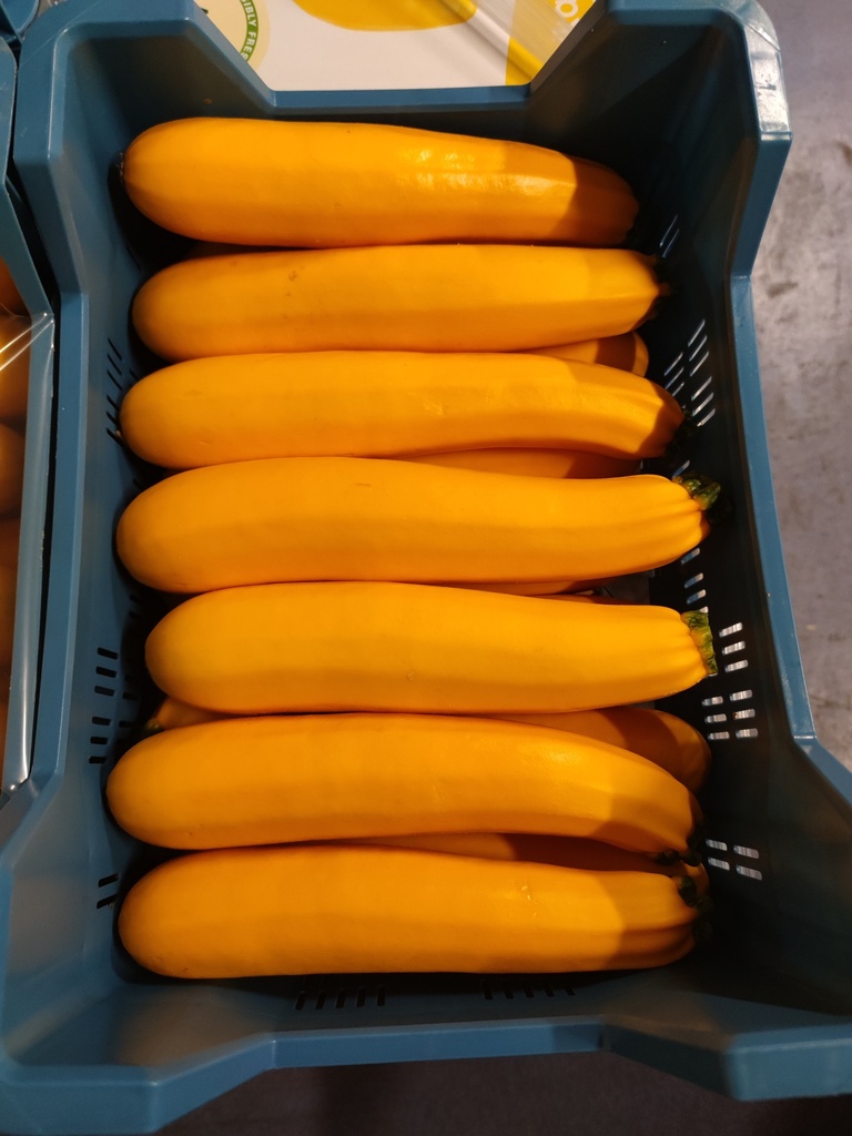 COURGETTE JAUNE PIECE (BEL / LOT 260408 / CAISSE DE 14-16 PIECES)