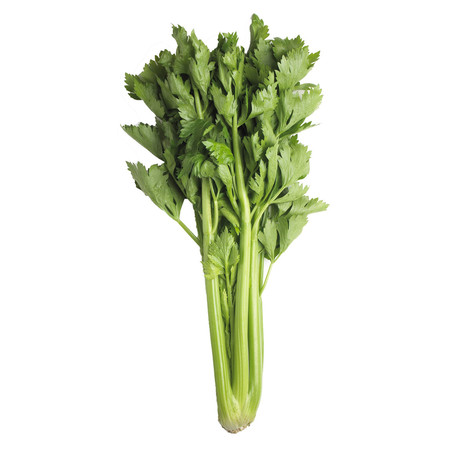 CELERI VERT FIN  A LA BOTTE (BEL / LOT 262008 / CAISSE DE 25 BOTTES)
