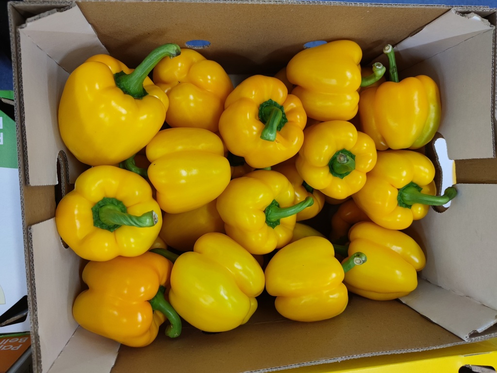 POIVRONS JAUNES CAISSE (BEL / LOT 262603 / CAISSE DE 5 KG - CAL1 GG)