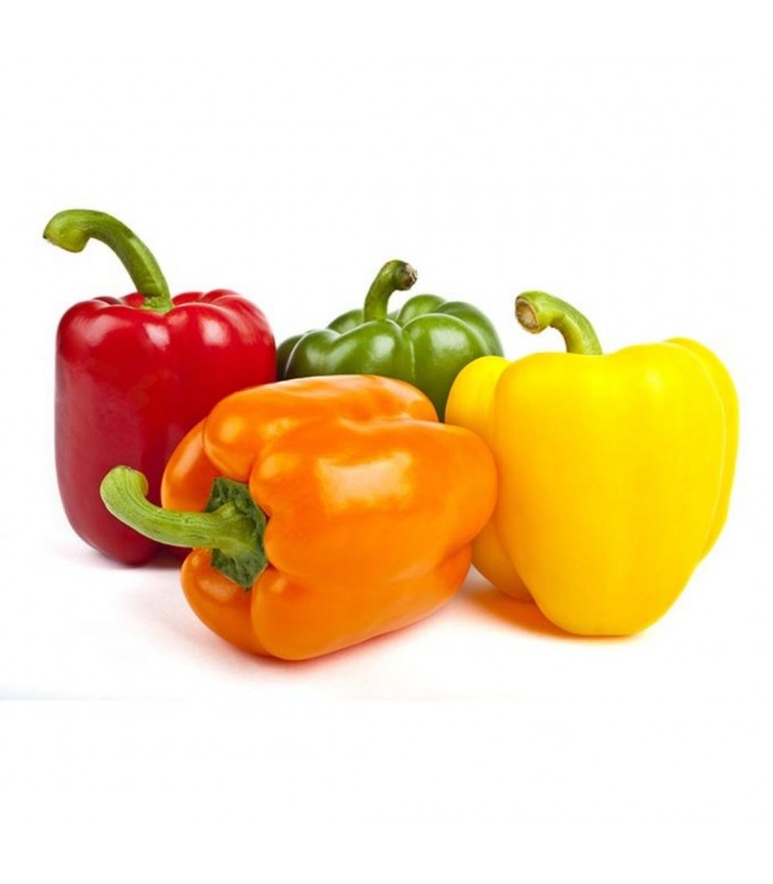 POIVRONS MIXTES KG (BEL / LOT 262409) (JAUNE-VERT-ROUGE)