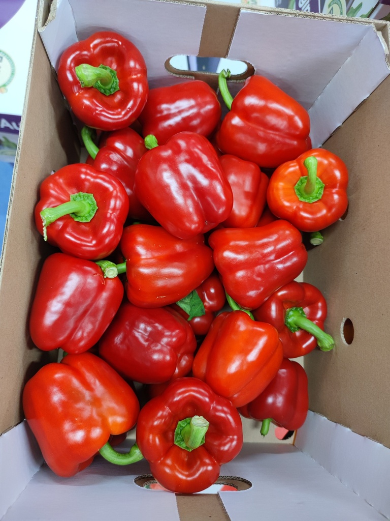 POIVRONS ROUGES CAISSE (BEL / LOT 261404 / CAISSE DE 5 KG - CAL1 GG)