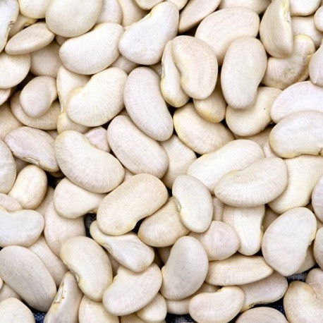 SOISSONS AU KG (LOT 260503 / BELGIQUE / CAISSE DE 4 KG)