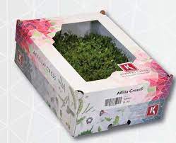AFFILLA CRESS CAISSE (P-B / CAISSE DE 16 RAVIERS)