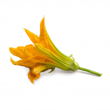 FLEUR DE COURGETTES PIECE (CAISSE DE 15 PIECES)