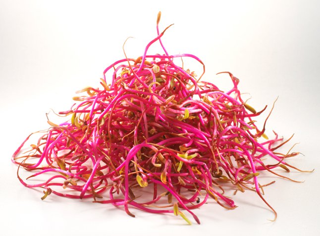 JETS BETTERAVES 80 GR (NL / LOT 251102)