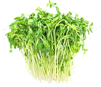 JETS POIS RAVIER 100 GR (NL / LOT 251102)