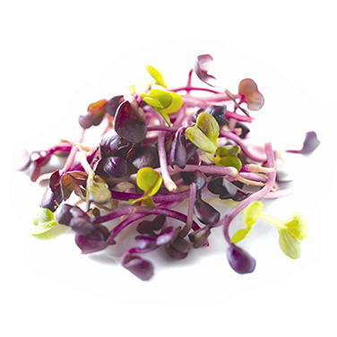 JETS SANGO RAVIER (NL / LOT 251102)