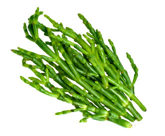 SALICORNES KG (CAISSE DE 1 KG / VENDU UNIQUEMENT A LA CAISSE)