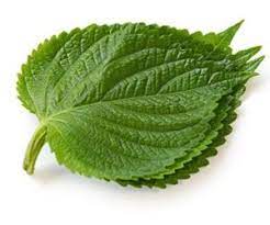 SHISO CRESS CAISSE (P-B / CAISSE DE 16 RAVIERS)