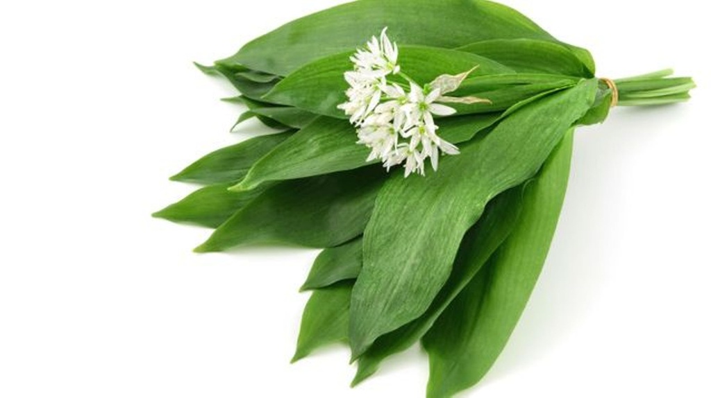 AILS DES OURS KG (FRANCE / LOT 261203)