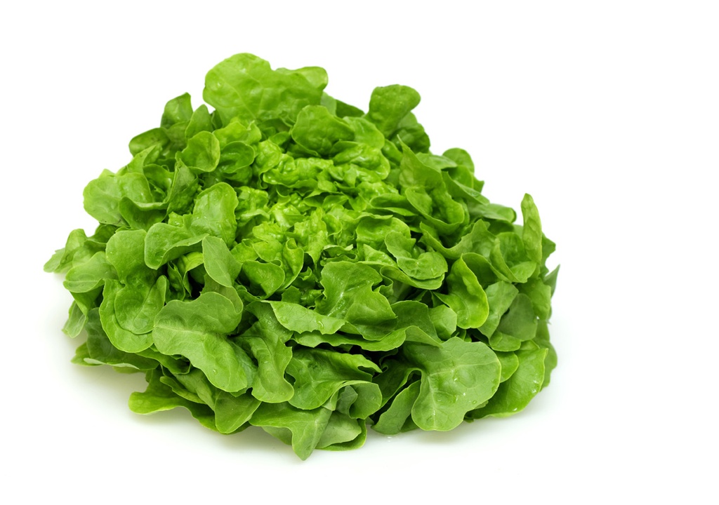 CHÊNE VERTE PIECE (BEL / LOT 260503)