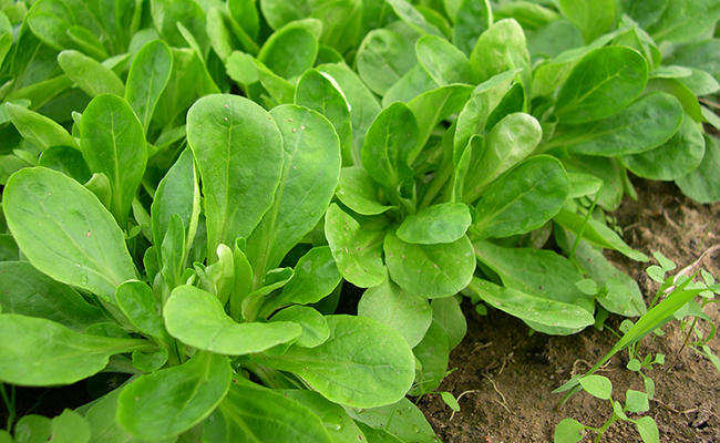 SALADE DOUCETTE COURTE CAISSE (BEL / LOT 262602 / CAISSE DE 1 KG) (VENDU UNIQUEMENT A LA CAISSE)