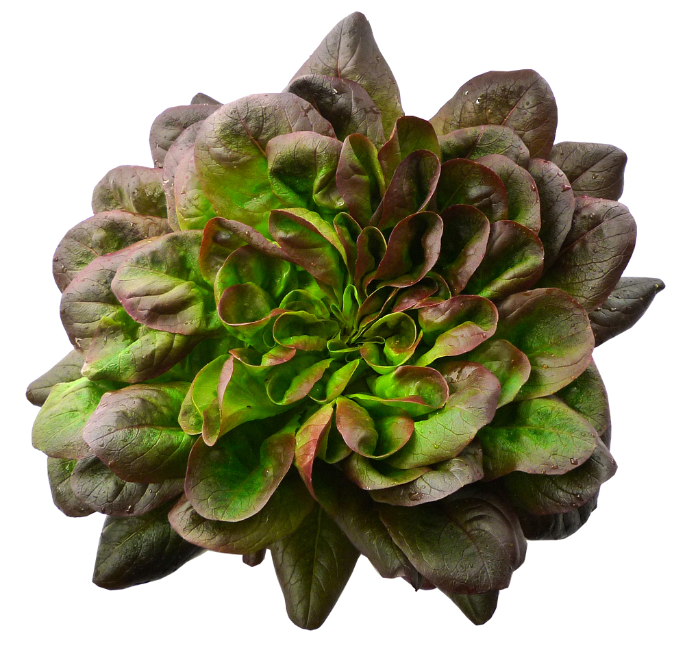 SALADE TRIO PIECE (BEL / LOT 262603)