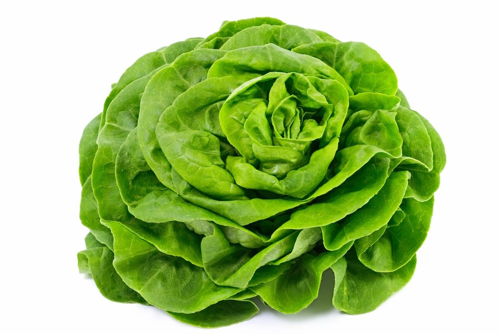 SALADE LAITUE CAISSE (BEL / LOT 260508 / CAISSE DE 6 PIECES)