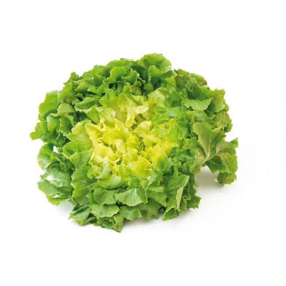 SALADE SCAROLE PIECE (BEL / LOT 262408 / CAISSE DE 6 PIECES)